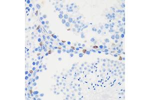 Immunohistochemistry of paraffin-embedded Mouse testis using LB Rabbit pAb (ABIN6131871, ABIN6143090, ABIN6143091 and ABIN6217142) at dilution of 1:100 (40x lens).