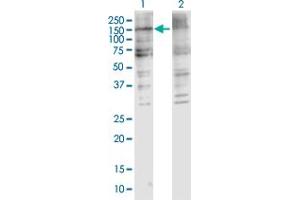 Western Blot analysis of COL5A2 expression in transfected 293T cell line by COL5A2 MaxPab polyclonal antibody.