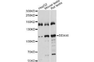 Western blot analysis of extracts of various cell lines, using DDX46 antibody. (DDX46 anticorps)