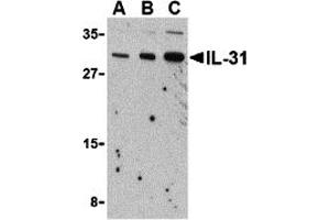 Western Blotting (WB) image for anti-Interleukin 31 (IL31) (N-Term) antibody (ABIN1031414) (IL-31 anticorps  (N-Term))