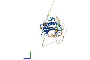AlphaFold protein structure predicition of Human Recombinant HORMAD1 Protein, UniprotID Q86X24