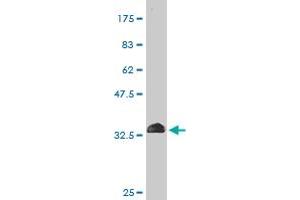 Western Blot detection against Immunogen (35.