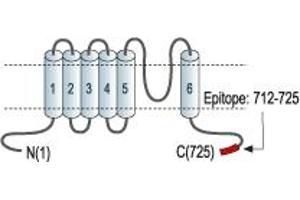 Representative domain view of the target of ABIN7885611.
