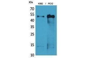 Western Blotting (WB) image for anti-alpha Tubulin (TUBA1) antibody (ABIN3187930)
