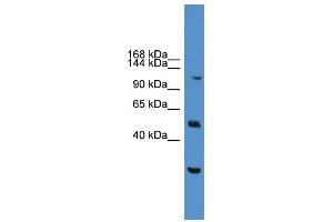 WB Suggested Anti-NFATC2 Antibody Titration:  0.