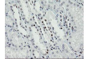 Image no. 20 for anti-Transducin-Like Enhancer of Split 1 (E(sp1) Homolog, Drosophila) (TLE1) (AA 180-460) antibody (ABIN1491050)