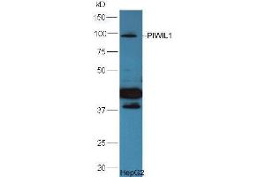 HepG2 lysate probed  at 1:5000 90min in 37˚C. (PIWIL1 anticorps  (AA 551-650))