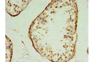 Immunohistochemistry of paraffin-embedded human testis tissue using ABIN7172357 at dilution of 1:100