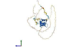 AlphaFold protein structure predicition of Human Recombinant FOXA3 Protein, UniprotID P55318