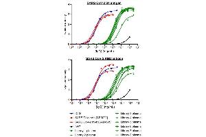 ELISA of the indicated samples against SARS CoV-2 S1 antigen (top) or RBD antigen (bottom).