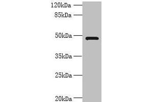 Western blot All lanes: RNF26 antibody at 6 μg/mL + 293T whole cell lysate Secondary Goat polyclonal to rabbit IgG at 1/10000 dilution Predicted band size: 48 kDa Observed band size: 48 kDa (RNF26 anticorps  (AA 246-433))