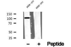 Western blot analysis of extracts of HEK-293 cells, using VPS11 antibody. (VPS11 anticorps  (Internal Region))