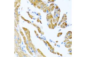 Immunohistochemistry of paraffin-embedded mouse heart using COL9A3 antibody.