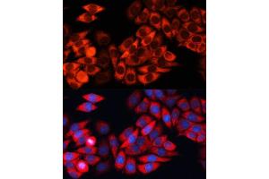 Immunofluorescence analysis of HeLa cells using eIF3B Polyclonal Antibody (ABIN6130364, ABIN6140053, ABIN6140054 and ABIN6214441) at dilution of 1:100 (40x lens). (EIF3B anticorps  (AA 100-350))