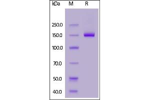Human Netrin receptor DCC, Fc Tag on  under reducing (R) condition.
