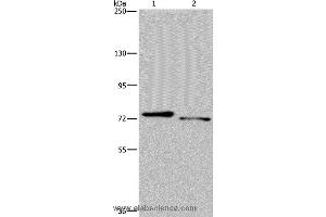 Western blot analysis of Mouse heart and skeletal muscle tissue, using NLRP10 Polyclonal Antibody at dilution of 1:300 (NLRP10 anticorps)