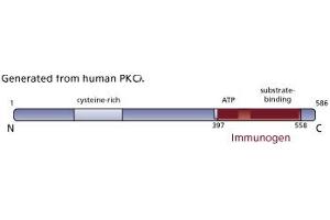Image no. 1 for anti-Protein Kinase C, iota (PRKCI) (AA 397-558) antibody (ABIN967826)