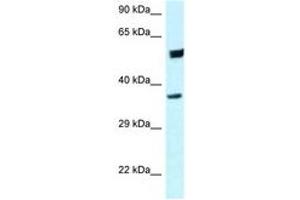 Image no. 1 for anti-Homer Homolog 3 (Drosophila) (HOMER3) (C-Term) antibody (ABIN6747696) (HOMER3 anticorps  (C-Term))