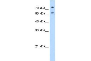WB Suggested Anti-NCL Antibody Titration: 0. (Nucleolin anticorps  (N-Term))