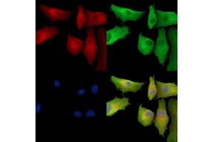 ABIN7096894 and ABIN7100960 staining  cells by IF/ICC. (PIGT anticorps)