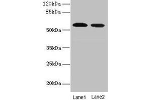 Western blot All lanes: Hmgcs1 antibody at 12 μg/mL Lane 1: NIH/3T3 whole cell lysate Lane 2: Mouse liver tissue Secondary Goat polyclonal to rabbit IgG at 1/10000 dilution Predicted band size: 58 kDa Observed band size: 58 kDa (HMGCS1 anticorps  (AA 1-520))