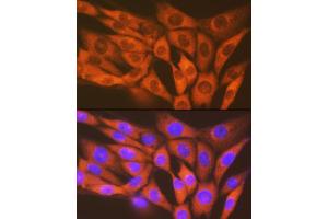 Immunofluorescence analysis of NIH-3T3 cells using STK3/MST2 Rabbit mAb (ABIN7270223) at dilution of 1:100 (40x lens).