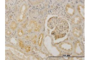 Immunoperoxidase of monoclonal antibody to FBN1 on formalin-fixed paraffin-embedded human kidney.