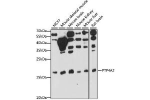 Western blot analysis of extracts of various cell lines, using PTP4A2 antibody. (PTP4A2 anticorps)