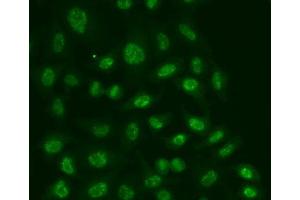 Immunofluorescence analysis of A549 cell using POLR2E antibody. (POLR2E anticorps  (AA 1-210))