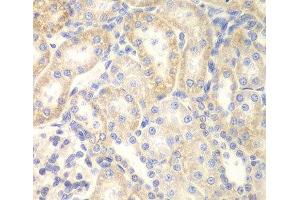 Immunohistochemistry of paraffin-embedded Rat kidney using DLC1 Polyclonal Antibody at dilution of 1:200 (40x lens). (DLC1 anticorps)