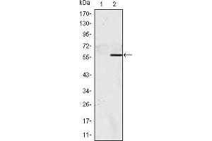 Western blot analysis using NACC1 mAb against HEK293 (1) and NACC1(AA: 165-438)-hIgGFc transfected HEK293 (2) cell lysate.