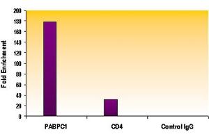 Histone H3K4me2 antibody (pAb) tested by ChIP analysis.