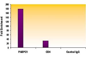 Histone H3K4me2 antibody (pAb) tested by ChIP analysis. (Histone 3 anticorps  (2meLys4))