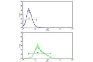 MFN2 antibody flow cytometric analysis of K562 cells (green) compared to a negative control (blue).