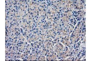 Immunohistochemical staining of paraffin-embedded Human pancreas tissue using anti-GUK1 mouse monoclonal antibody. (GUK1 anticorps)