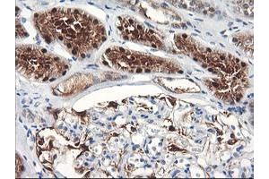Immunohistochemical staining of paraffin-embedded Human Kidney tissue using anti-FBXO21 mouse monoclonal antibody. (FBXO21 anticorps)