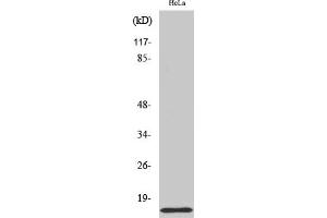 Western Blot analysis of various cells using COX17 Polyclonal Antibody.