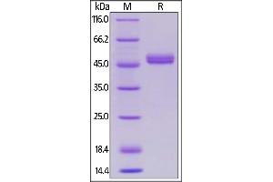 Biotinylated Human GITR Ligand, Avitag,Fc Tag on  under reducing (R) condition. (TNFSF18 Protein (AA 50-177) (AVI tag,Fc Tag,Biotin))