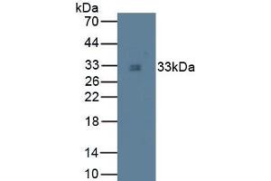 Detection of TPS in Canine Liver Tissue using Monoclonal Antibody to Tryptase (TPS)