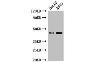 Western Blot Positive WB detected in: HepG2 whole cell lysate, A549 whole cell lysate All lanes: PIGK antibody at 2. (PIGK anticorps  (AA 91-293))