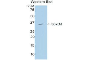 Western Blotting (WB) image for anti-150 kDa Oxygen Regulated Protein (AA 695-994) antibody (ABIN1078158)