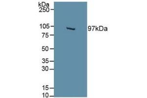 EPAS1 antibody  (AA 21-336)