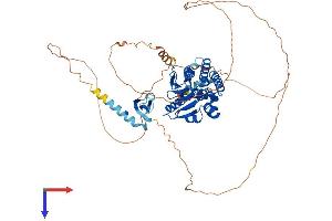 AlphaFold protein structure predicition of Mouse Recombinant Cdyl Protein, UniprotID Q9WTK2