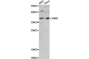 Western blot analysis of extracts of various cell lines, using JAM3 antibody (ABIN6290538) at 1:1000 dilution. (JAM3 anticorps)