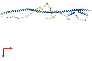 AlphaFold protein structure predicition of Human Recombinant BLZF1 Protein, UniprotID Q9H2G9