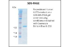 SDS-PAGE (SDS) image for Interleukin 17D (IL17D) (Active) protein (ABIN5509781) (IL17D Protéine)