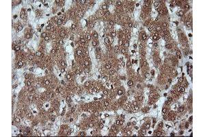 Image no. 5 for anti-Kallikrein 8 (KLK8) antibody (ABIN1498964)