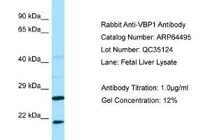 Western Blotting (WB) image for anti-Prefoldin Subunit 3 (PFDN3) (C-Term) antibody (ABIN2789852) (VBP1 anticorps  (C-Term))