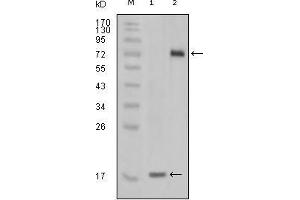 Western blot analysis using STYK1 mouse mAb against truncated STYK1 recombinant protein(1) and STYK1 (aa47-422)-hIgGFc transfected CHO-K1 cell lysate (2). (STYK1 anticorps)