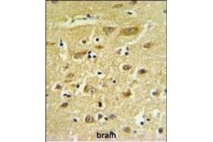 HIAT1 Antibody (C-term) (ABIN653933 and ABIN2843165) IHC analysis in formalin fixed and paraffin embedded human brain tissue followed by peroxidase conjugation of the secondary antibody and DAB staining. (HIAT1 anticorps  (C-Term))